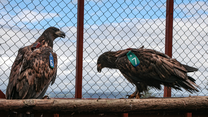 Taoiseach releases white tailed sea eagle chicks in significant biodiversity initiative to restore a native and once extinct bird to Irish skies